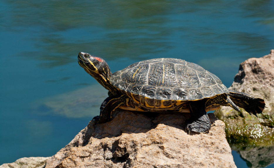 La actualización del Catálogo español de especies exóticas invasoras