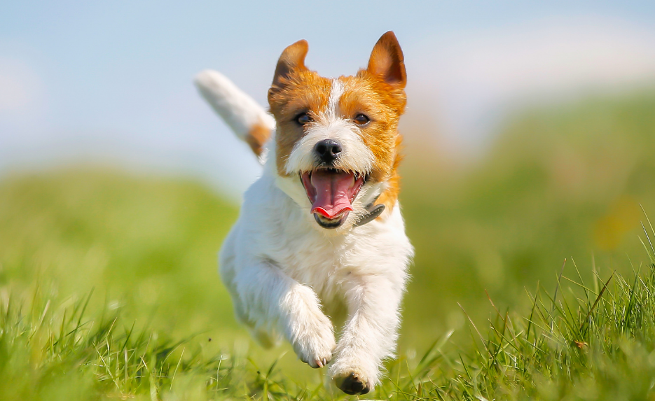 El anteproyecto de Ley de Bienestar animal